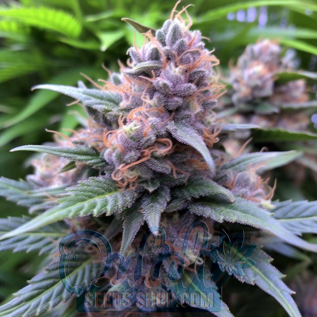 Somango Feminized Seeds – : 5 seeds