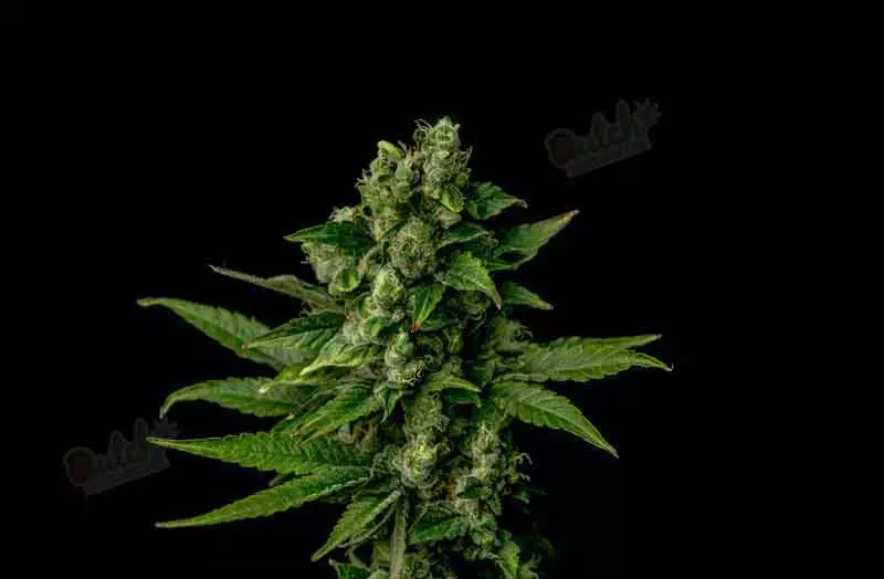 Soothe Your Mind with AK-47 Autoflower