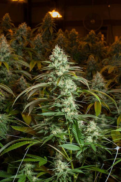 Sour Diesel Strains Ready To Harvest Pictures
