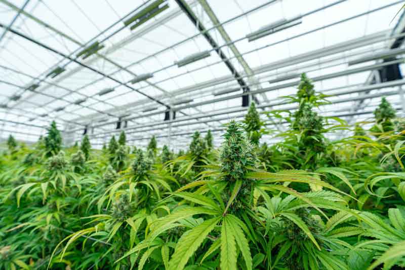 Start Growing Cannabis Plants In Greenhouse