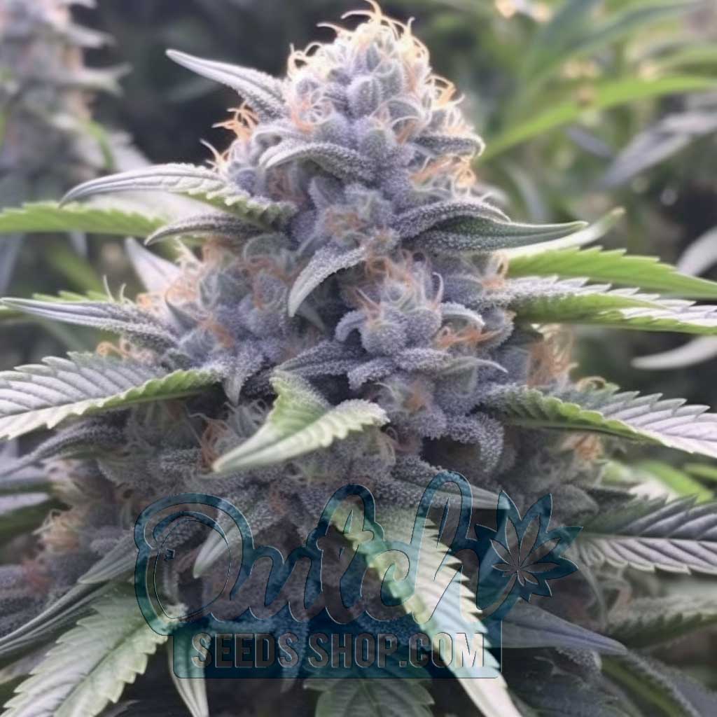 Sugar Black Rose Feminized Seeds – : 10 seeds
