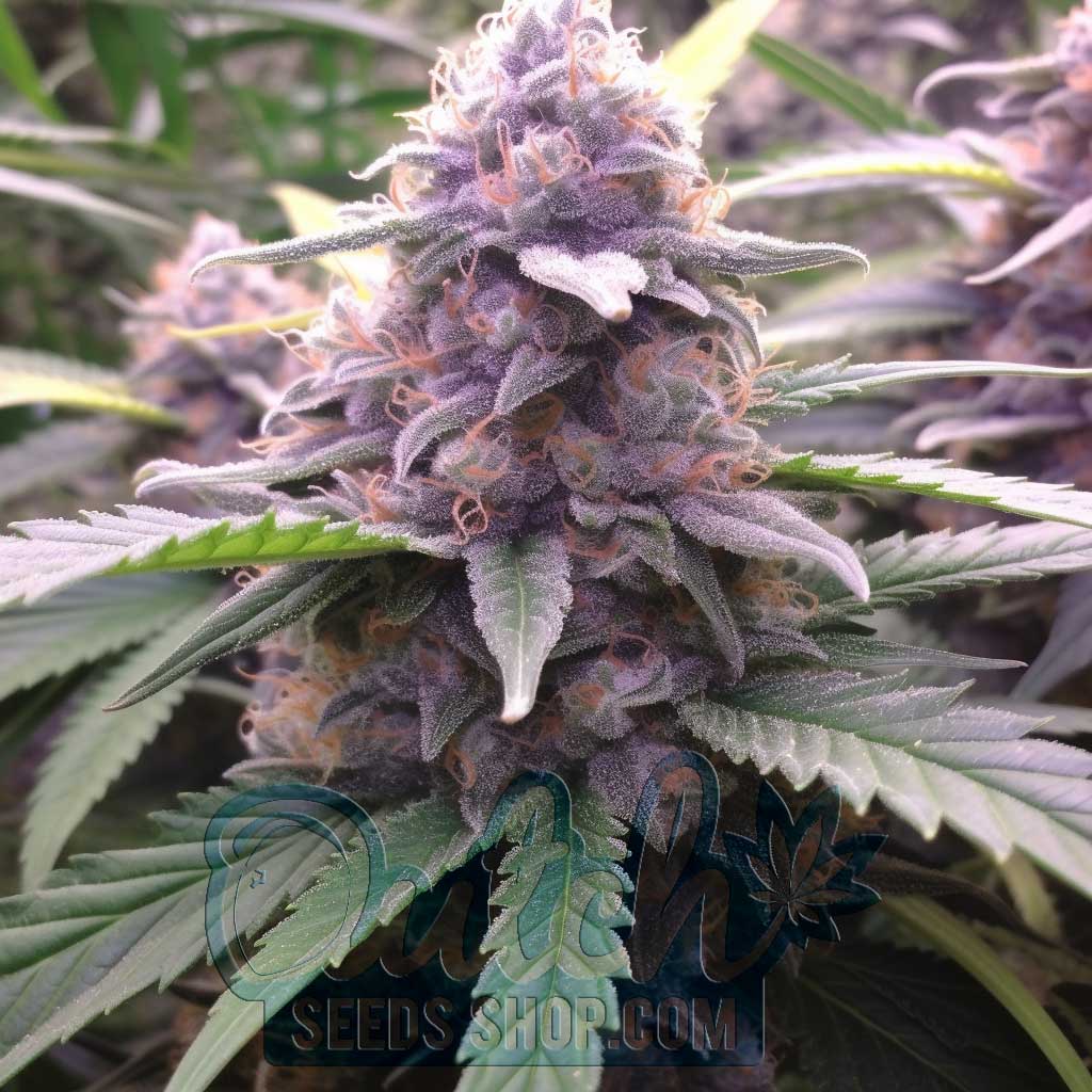 Buy Sunset Sherbet Feminized Cannabis Seeds For Sale - DSS