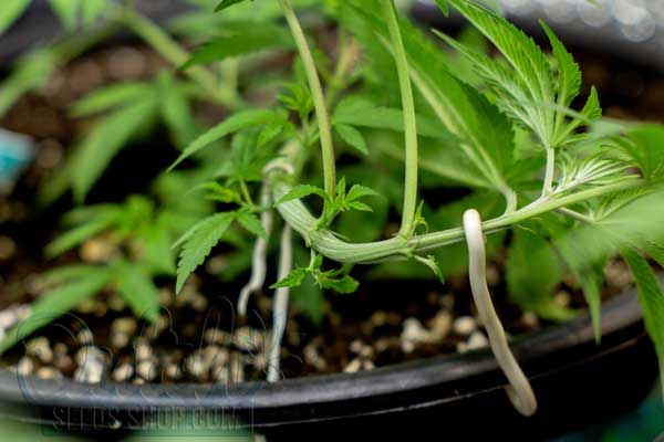 Super Cropping Success Stories and Grower Tips