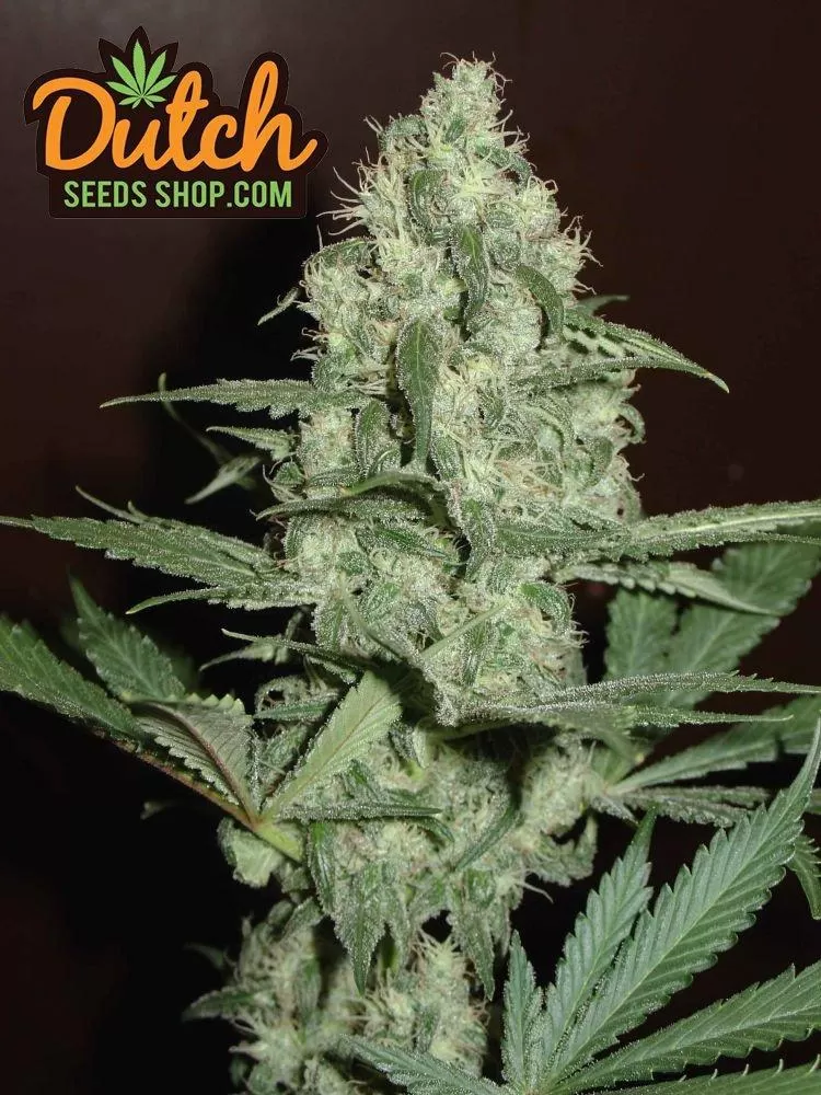 Buy Swiss Cheese Autoflower Cannabis Seeds For Sale - DSS