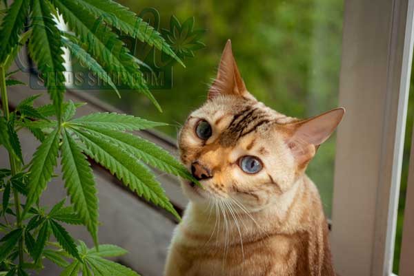 Symptoms of Marijuana Toxicity in Cats