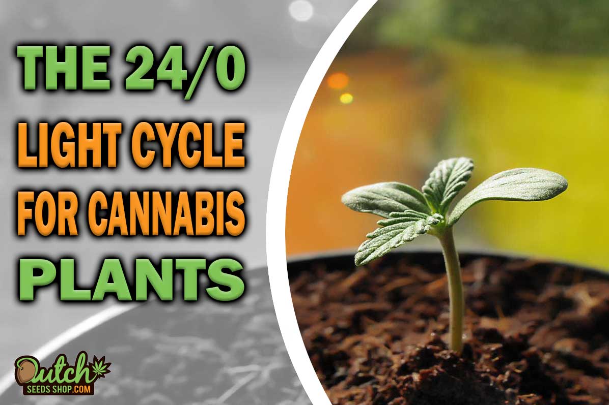 The 24/0 Light Schedule for Cannabis Seedlings