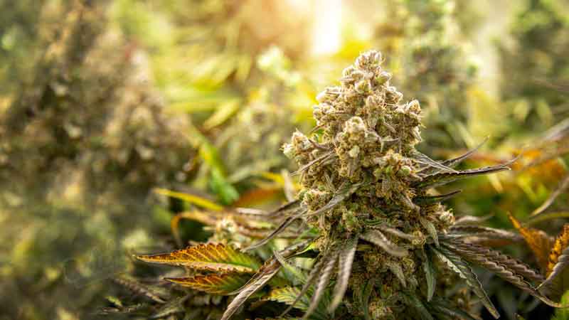 The Autoflowering Ability of Cannabis Ruderalis