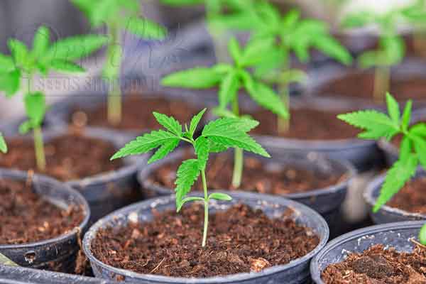 The Benefits of the 24 0 Light Schedule for Seedlings