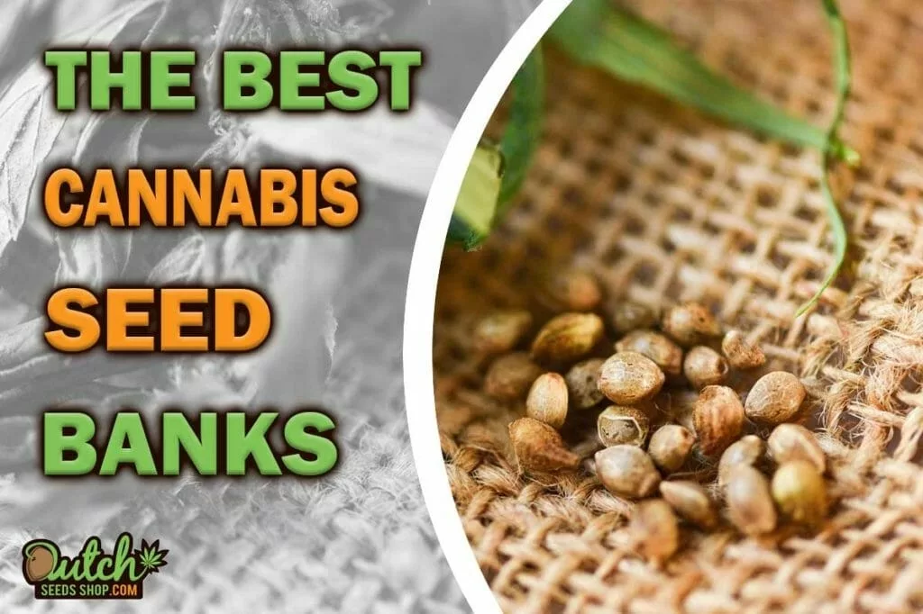 The Best Cannabis Seed Banks