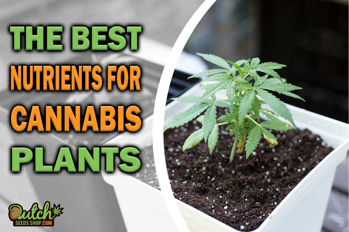 Best Nutrients for Cannabis Plants: Comprehensive Guide