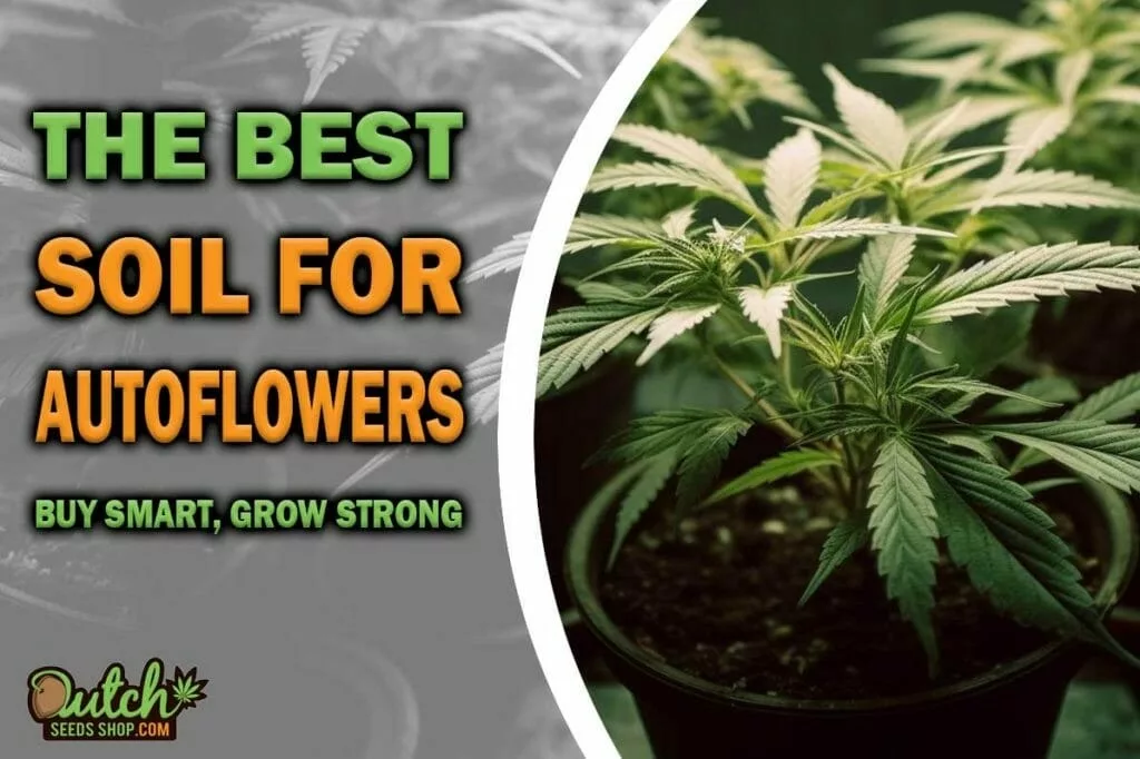 The Best Soil For Autoflowers Buy Smart, Grow Strong