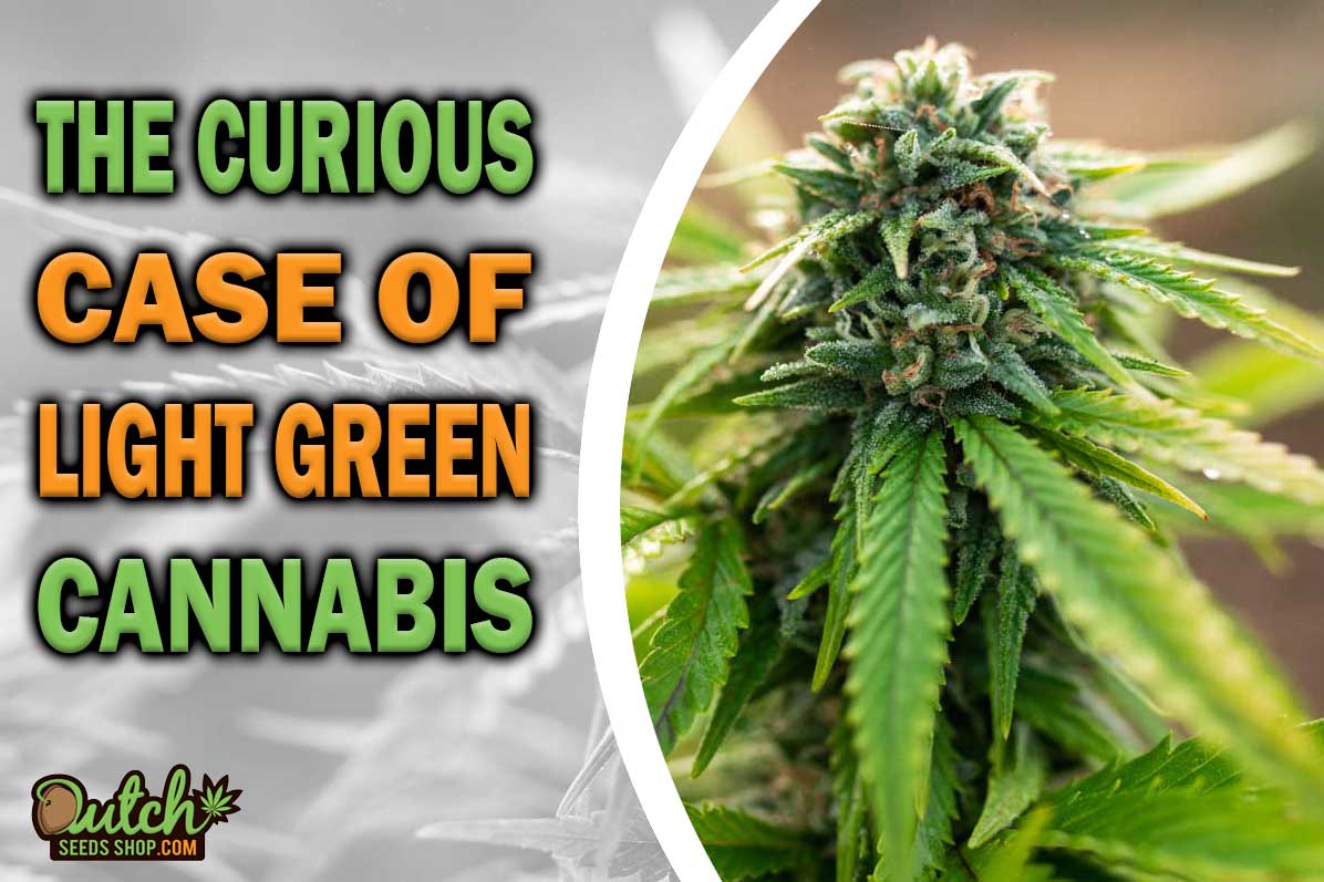 The Curious Case of Light Green Weed