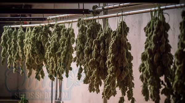 The Drying Process and Crispy Buds