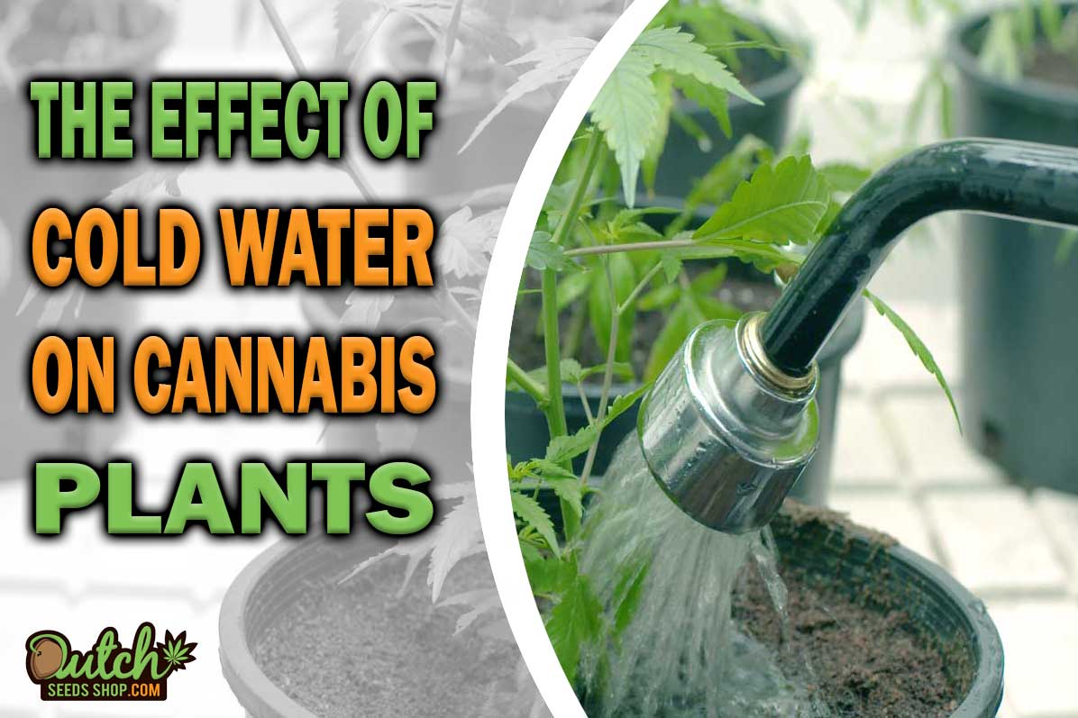 Is Cold Water Bad for Cannabis Plants?
