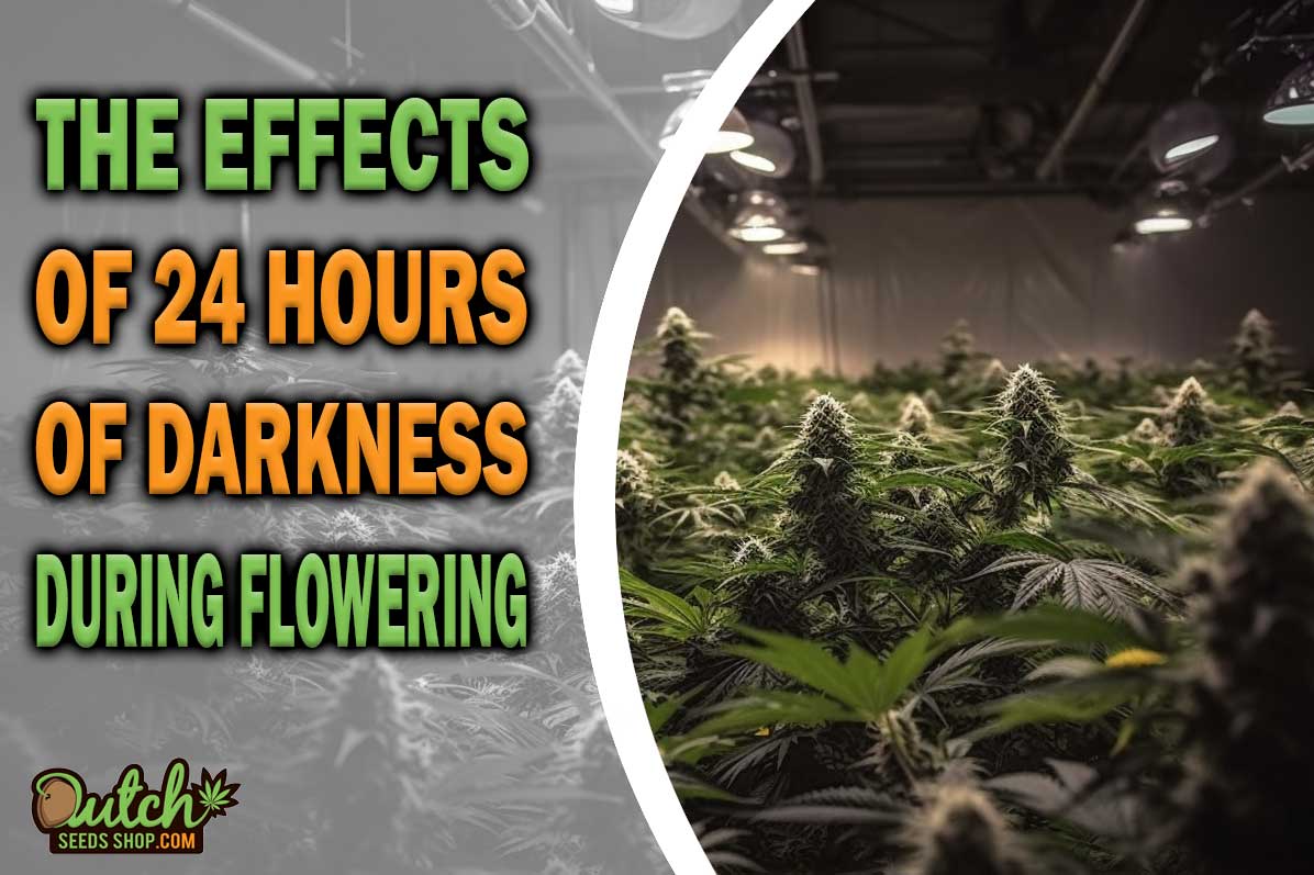 The Effects of 24 Hours of Darkness During Flowering