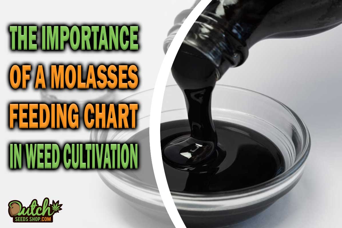Sweet Side of Cannabis Cultivation: Molasses Feeding Chart
