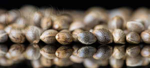 The Importance Of Storing Cannabis Seeds Properly