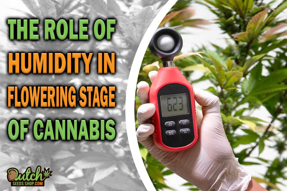 The Role of Humidity in Flowering Stage of Cannabis Plants