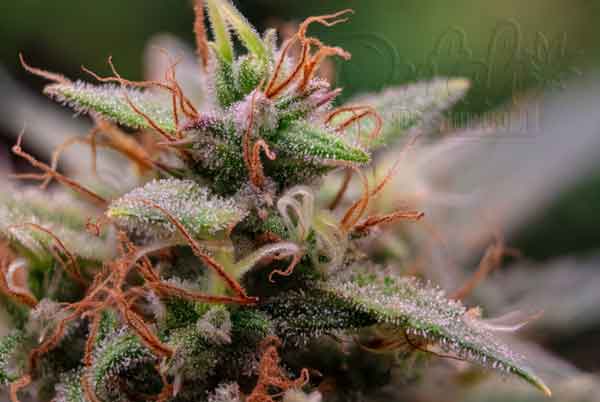 The Role of Trichomes and Cannabinoid Production