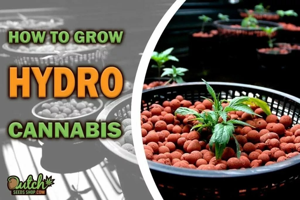 The Ultimate Hydroponics Weed Growing Guide