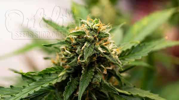 The Unique Nature of Autoflowers