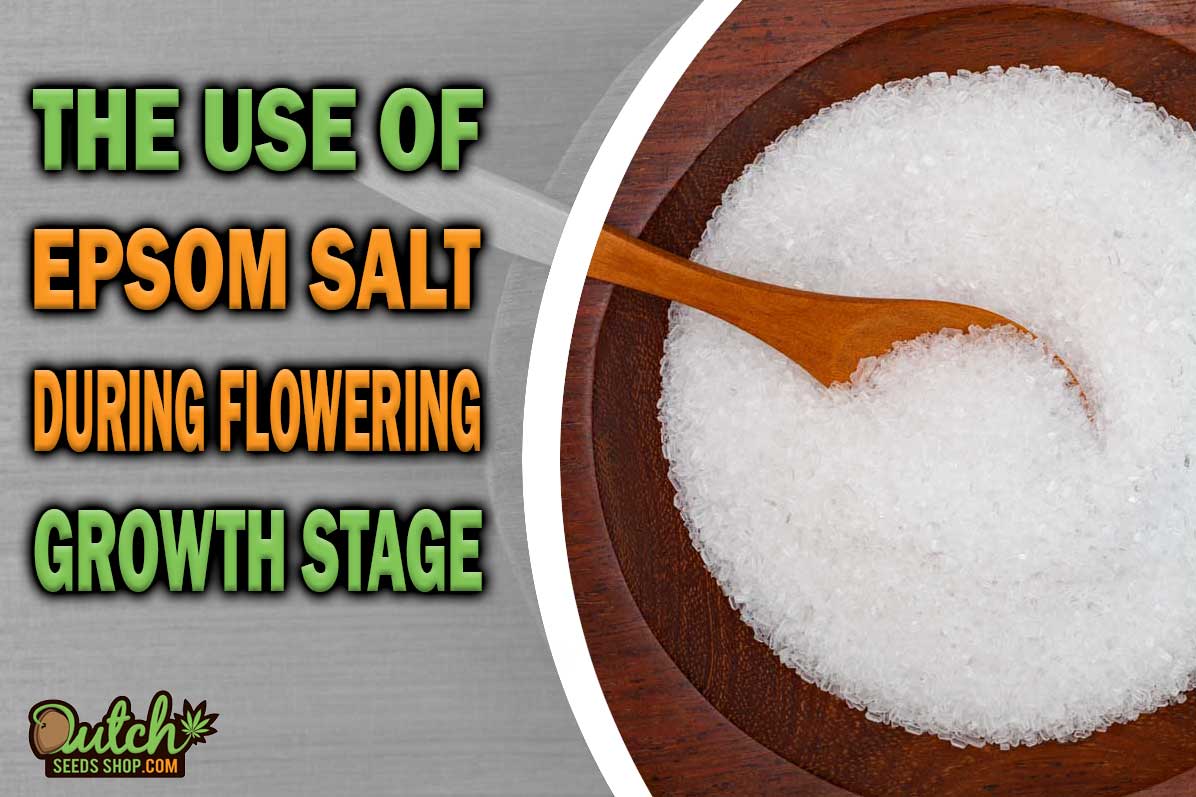 Using Epsom Salt During the Flowering Stage