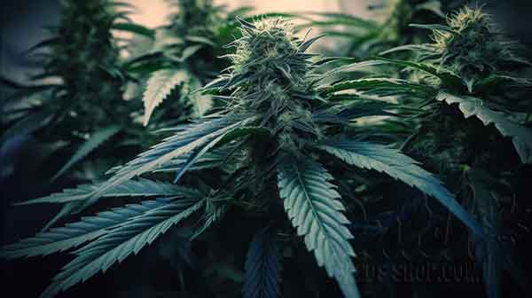 Tips For Successful Marijuana Growing