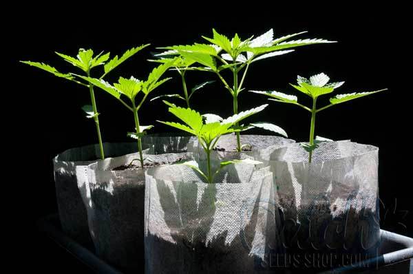 Tips for Maximizing Yield with Different Fabric Pot Sizes