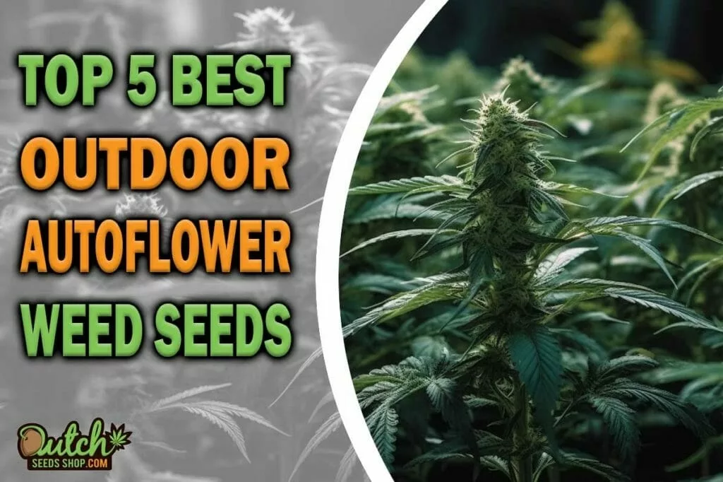 Best Outdoor Autoflower Seeds: Top 5 Cannabis Strains in 2023