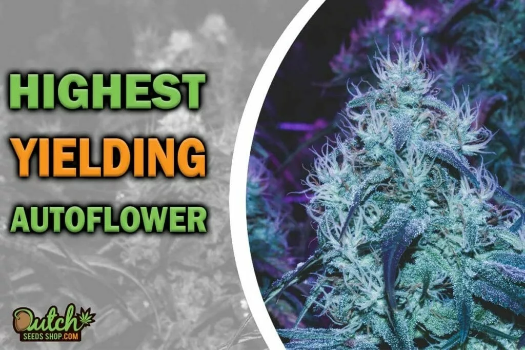 Top Autoflower Strains for Highest Yield