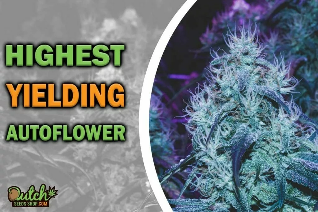 Top Autoflower Strains for Highest Yield Dutch Seeds Shop