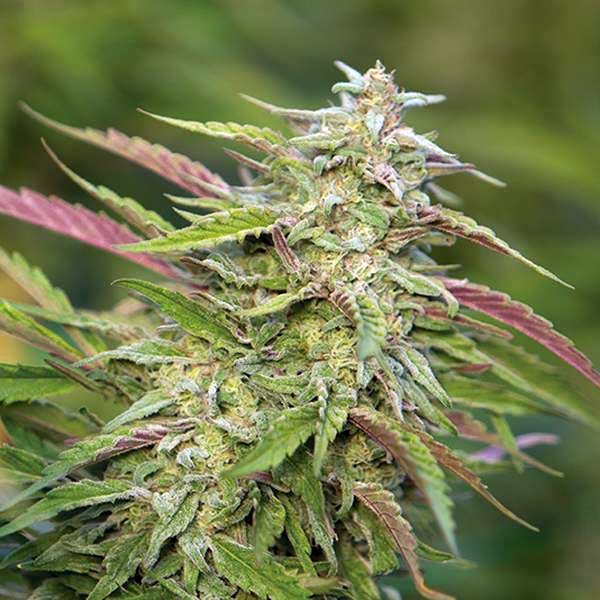 Buy Trainwreck Feminized Cannabis Seeds For Sale - DSS