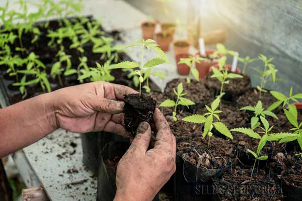 Transplanting Cannabis Plants