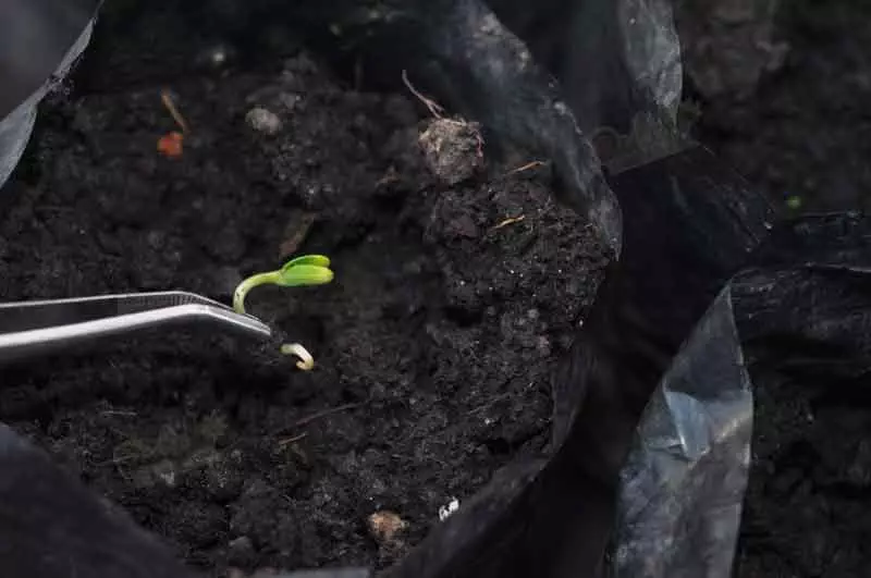Transplanting Germinated Seeds for Outdoor Grow