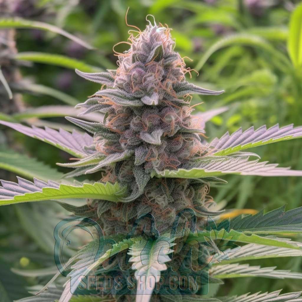 Buy Tropicana Cookies Feminized Seeds For Sale Online - DSS