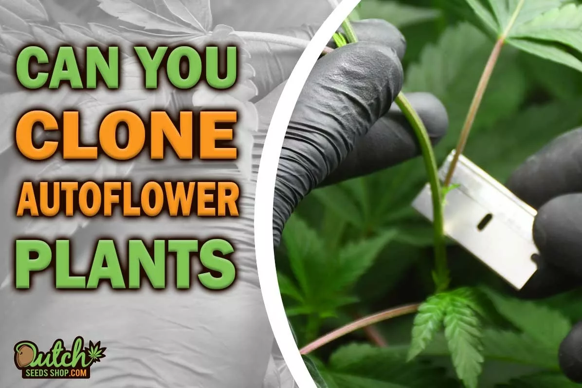 Truth or Myth: Can You Clone Autoflower Plants