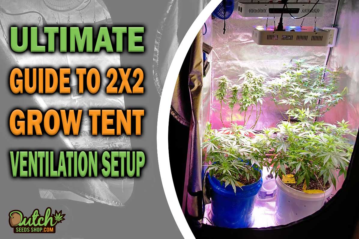 Ultimate Guide to 2×2 Grow Tent Ventilation Setup