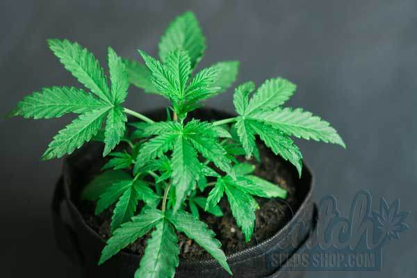 Understanding Autoflowering Cannabis Plants