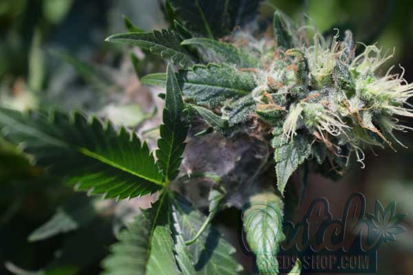 Understanding Bud Rot and Its Smell
