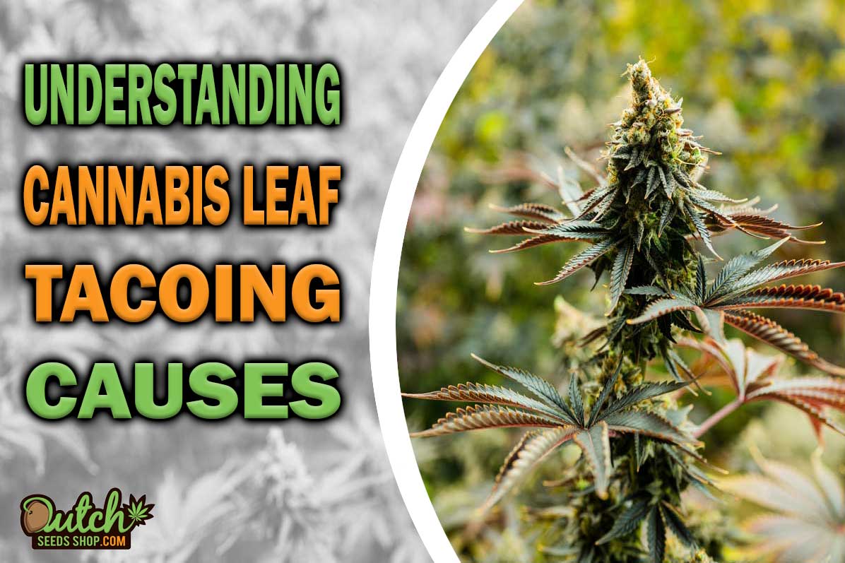 Understanding Cannabis Leaf Tacoing: Causes and Remedies