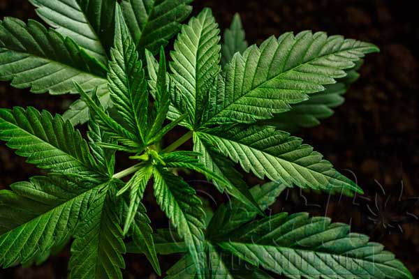 Understanding Cannabis Leaves