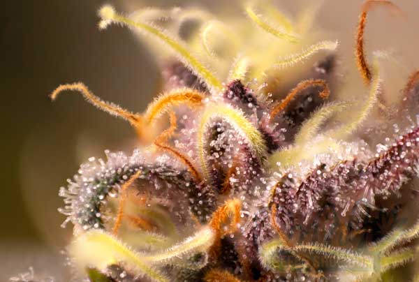 Understanding Cannabis Resin