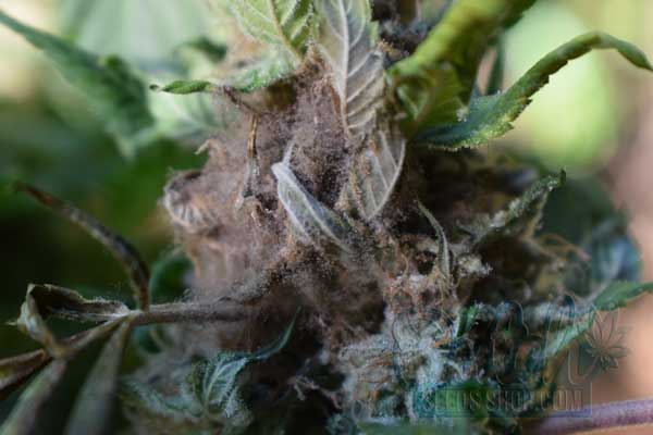 Understanding Humidity in the Flowering Stage
