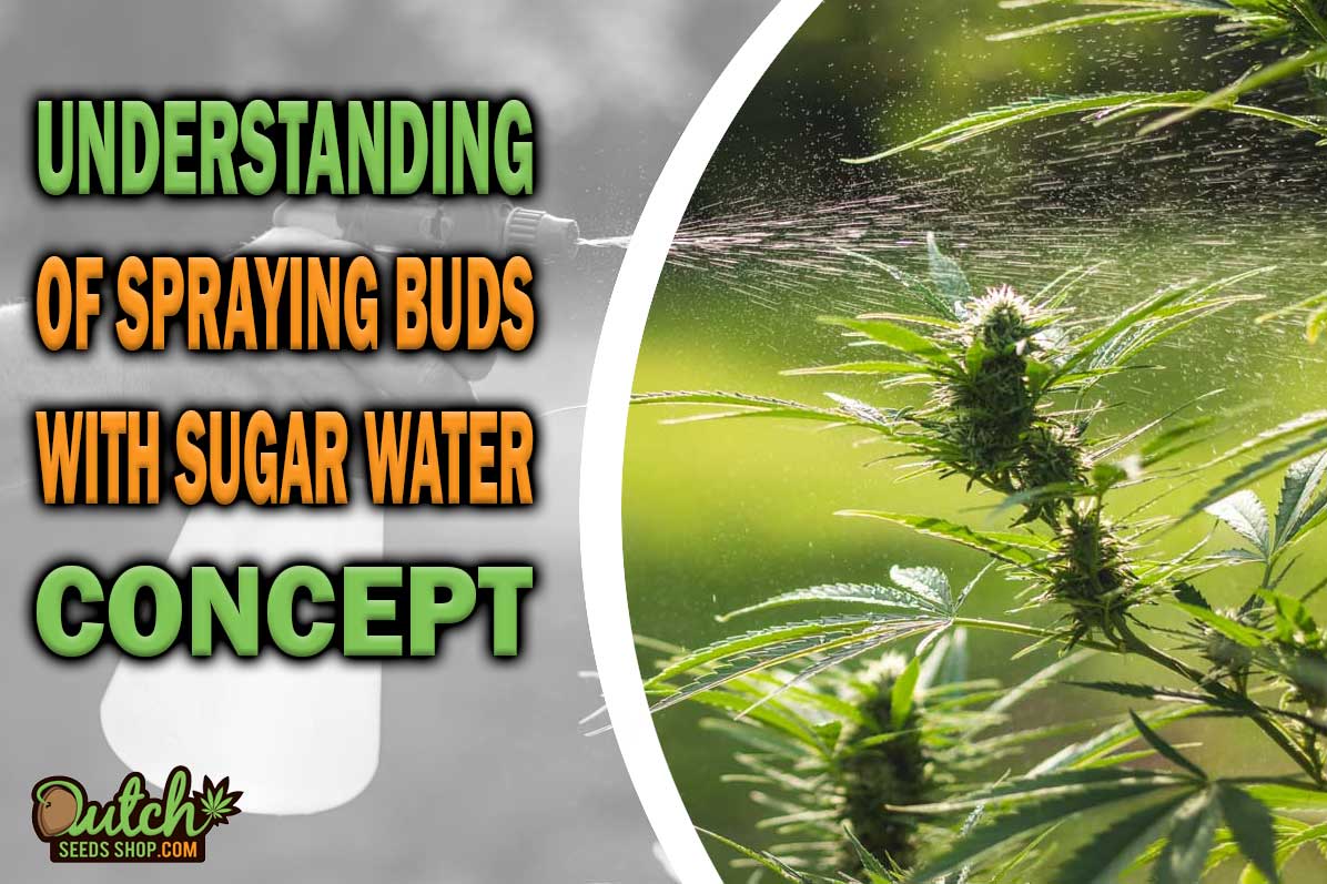 The Sweet Secret: Spraying Buds with Sugar Water