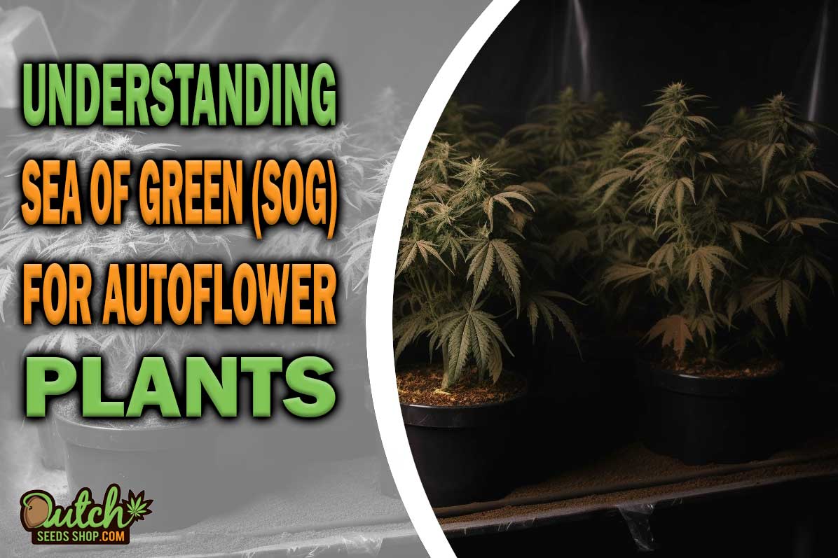 The Sea of Green (SOG) for Autoflowers