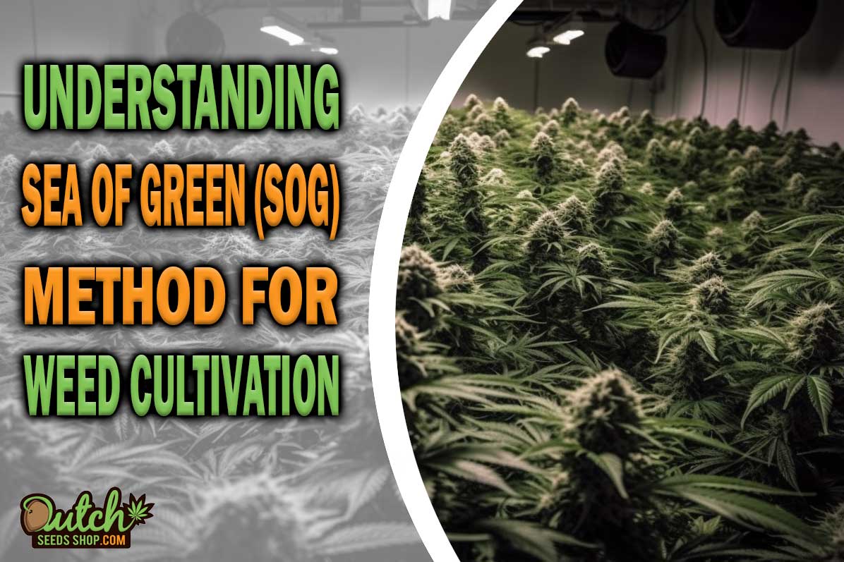 Sea of Green (SOG) Method for Cannabis Cultivation