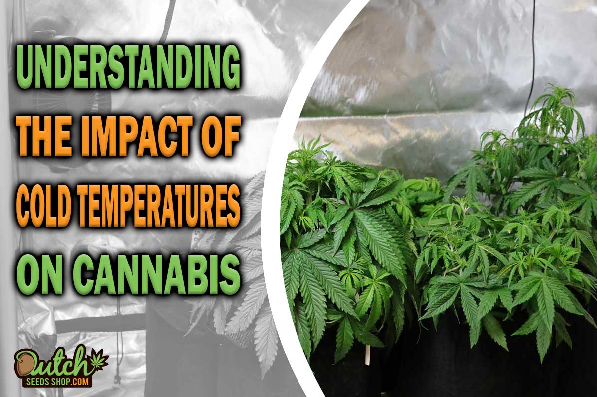 Signs Your Weed Plants Are Too Cold
