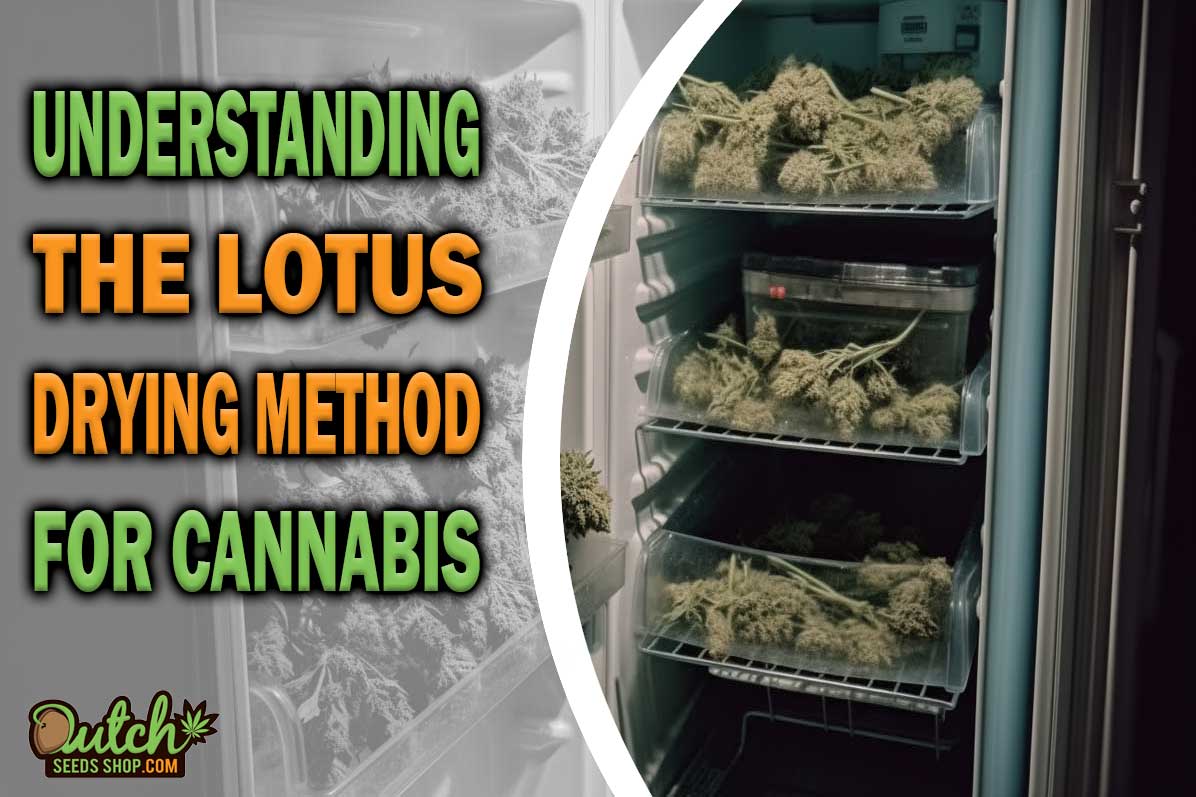 Lotus Drying Method: Revolutionary Approach to Drying Weed