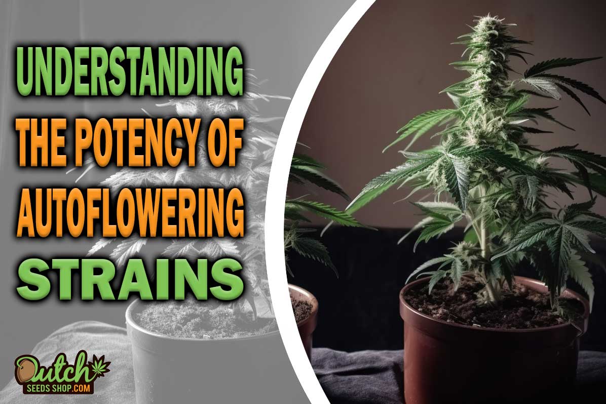 Debunking the Myth: Are Autoflowers Less Potent?