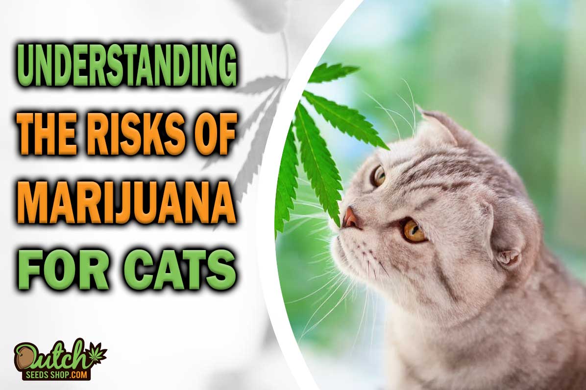 The Truth About Getting a Cat High
